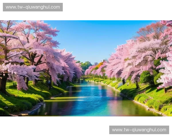 樱花雨下的选择：一场关于“樱花”与“清水”的温柔碰撞